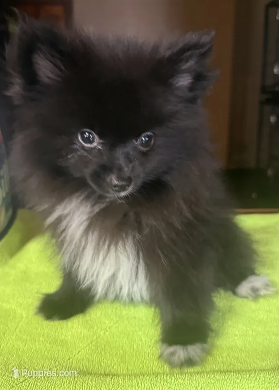 Tiny Jet (Micro) – Pomeranian puppy for sale in Dawson, GA