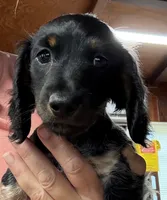 CKC Danny, a male Miniature Dachshund for sale in Dawson, GA – 6 of 7