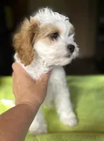 CKC  Casey, a male Cavapoo for sale in Dawson, GA – 7 of 9