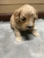 CKC Charlie, a male Cavapoo for sale in Dawson, GA – 2 of 6