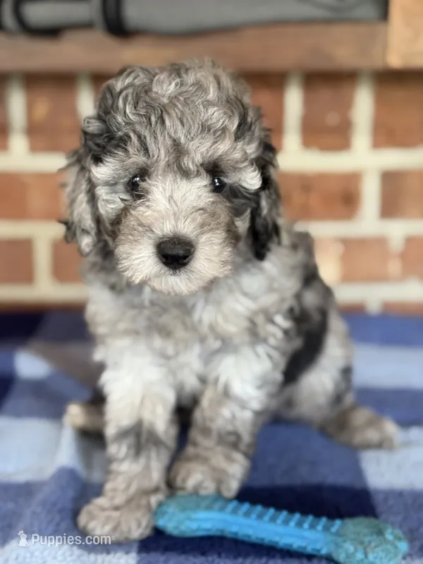 AKC Danny – Poodle - Miniature  puppy for sale in Dawson, GA