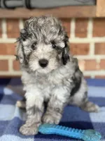 AKC Danny, a male Poodle - Miniature  for sale in Dawson, GA – 1 of 5