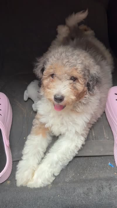 Popa, a male Poodle - Miniature  for sale in Chicago, IL – 3 of 3
