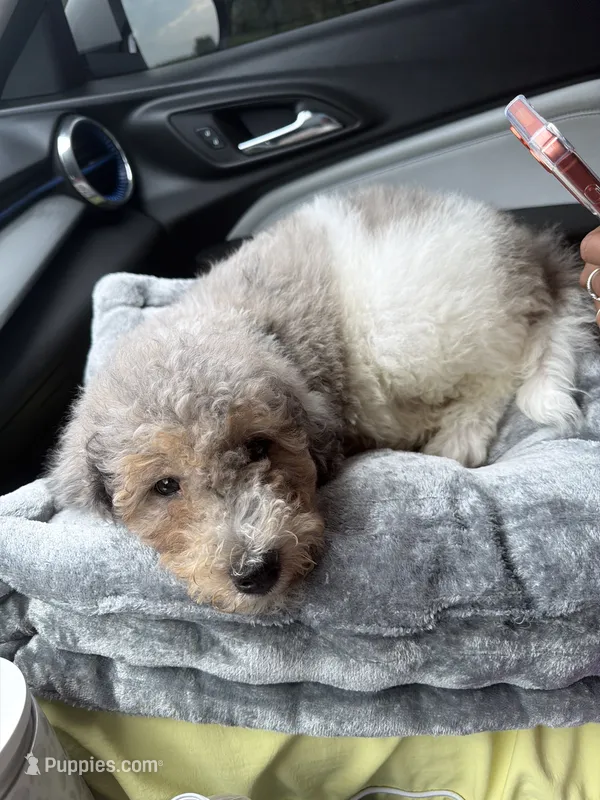 Popa – Poodle - Miniature  puppy for sale in Chicago, IL