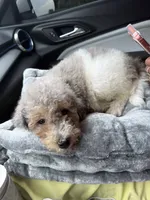 Popa, a male Poodle - Miniature  for sale in Chicago, IL – 1 of 3