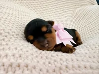 Aurora, a female Yorkshire Terrier for sale in Foley, AL – 2 of 2