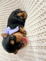 Rapunzel, a female Yorkshire Terrier for sale in Foley, AL – 2 of 3