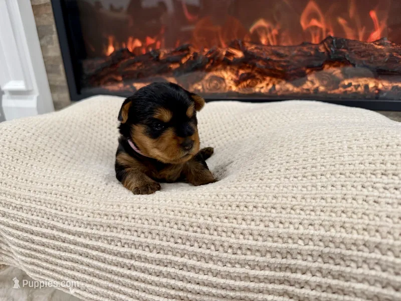 Aurora – Yorkshire Terrier puppy for sale in Foley, AL