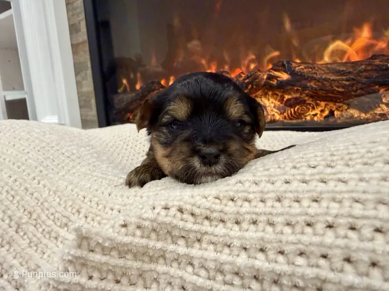 Belle – Yorkshire Terrier puppy for sale in Foley, AL