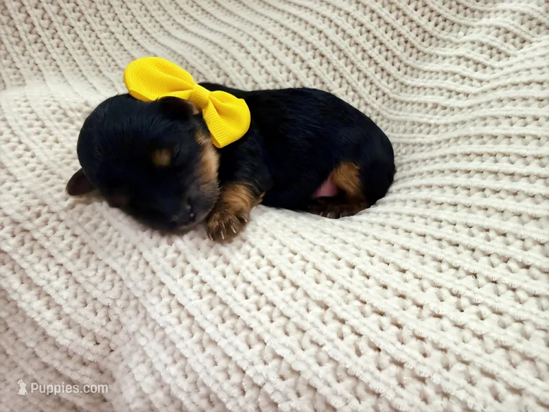 Belle – Yorkshire Terrier puppy for sale in Foley, AL