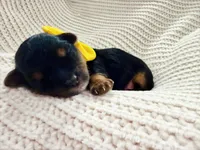 Belle, a female Yorkshire Terrier for sale in Foley, AL – 2 of 2