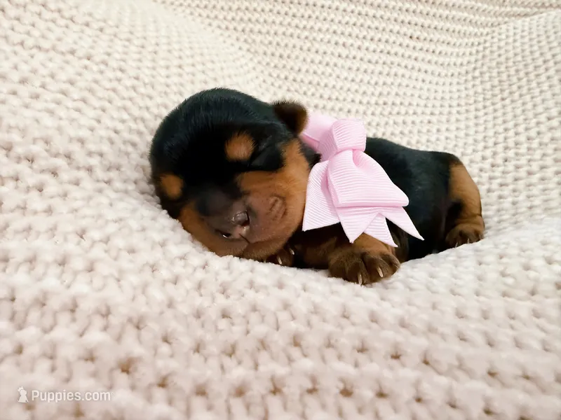 Aurora – Yorkshire Terrier puppy for sale in Foley, AL