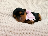 Aurora, a female Yorkshire Terrier for sale in Foley, AL – 1 of 2