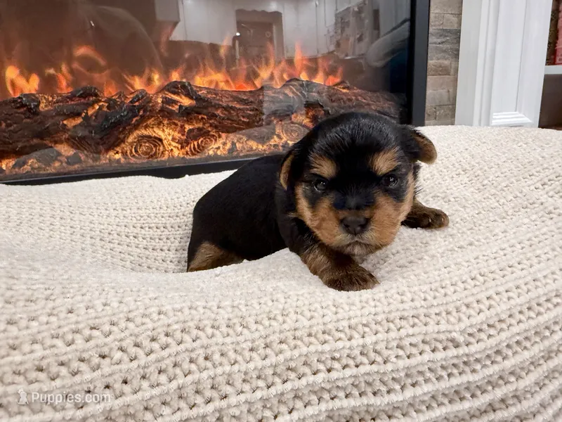 Rapunzel – Yorkshire Terrier puppy for sale in Foley, AL