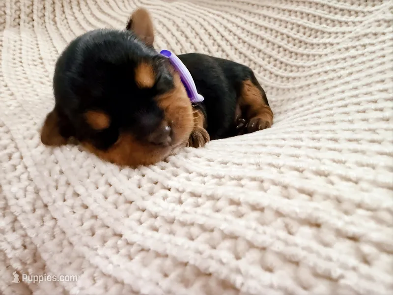 Rapunzel – Yorkshire Terrier puppy for sale in Foley, AL