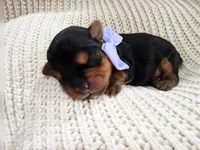 Rapunzel, a female Yorkshire Terrier for sale in Foley, AL – 3 of 3