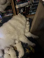 Gouda, a male Samoyed for sale in Little Falls, MN – Photo 2 of 10