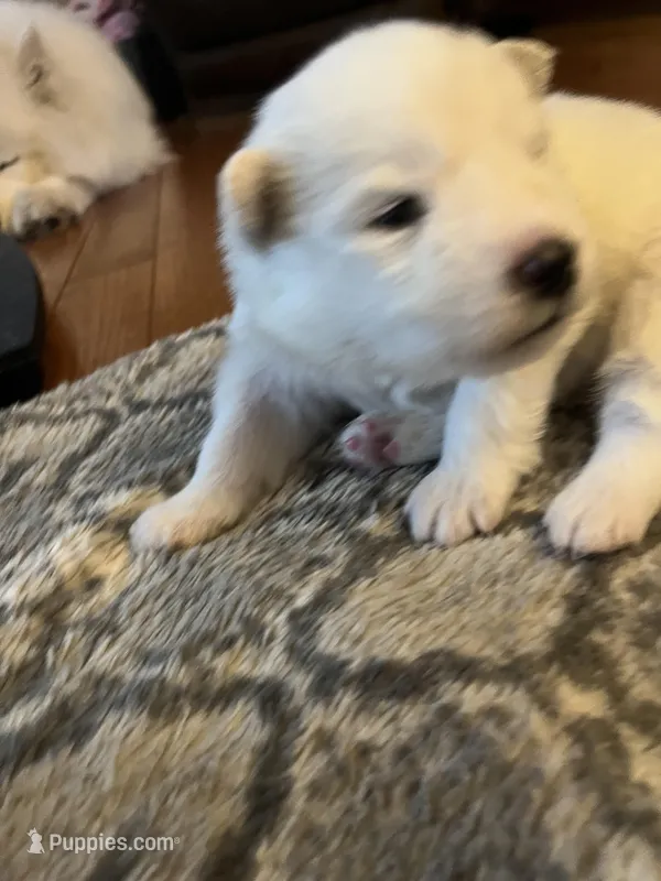 Gouda – Samoyed puppy for sale in Little Falls, MN