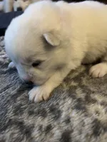 Gouda, a male Samoyed for sale in Little Falls, MN – Photo 4 of 10