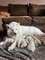 Gouda, a male Samoyed for sale in Little Falls, MN – Photo 8 of 10