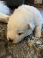 Gouda, a male Samoyed for sale in Little Falls, MN – Photo 7 of 10