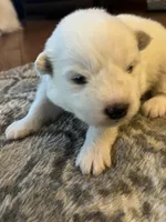 Gouda, a male Samoyed for sale in Little Falls, MN – Photo 6 of 10