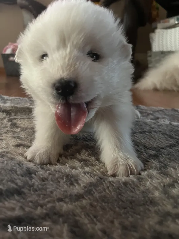 Gouda – Samoyed puppy for sale in Little Falls, MN
