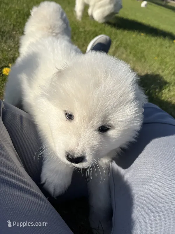 Cheddar – Samoyed puppy for sale in Little Falls, MN