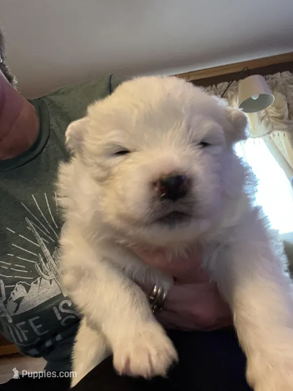 Queso – Samoyed puppy for sale in Little Falls, MN