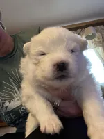 Queso, a male Samoyed for sale in Little Falls, MN – Photo 1 of 10