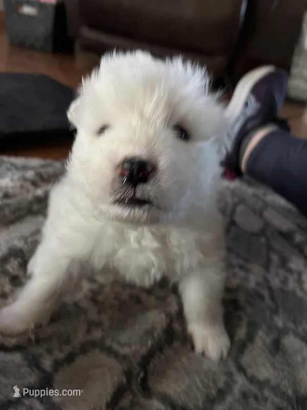 Queso – Samoyed puppy for sale in Little Falls, MN