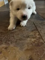 Queso, a male Samoyed for sale in Little Falls, MN – Photo 4 of 10