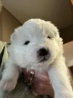 Queso, a male Samoyed for sale in Little Falls, MN – Photo 3 of 10