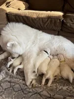 Queso, a male Samoyed for sale in Little Falls, MN – Photo 8 of 10