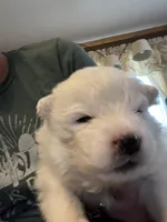 Queso, a male Samoyed for sale in Little Falls, MN – Photo 2 of 10