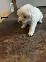 Queso, a male Samoyed for sale in Little Falls, MN – Photo 5 of 10