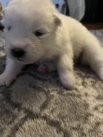 Mozzi, a female Samoyed for sale in Little Falls, MN – Photo 4 of 10