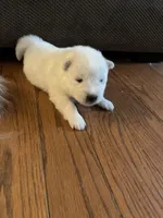 Mozzi, a female Samoyed for sale in Little Falls, MN – Photo 7 of 10