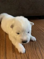 Mozzi, a female Samoyed for sale in Little Falls, MN – Photo 5 of 10