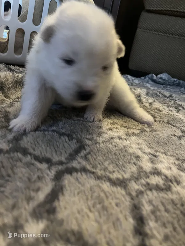 Mozzi – Samoyed puppy for sale in Little Falls, MN