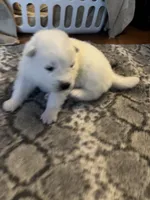 Mozzi, a female Samoyed for sale in Little Falls, MN – Photo 6 of 10