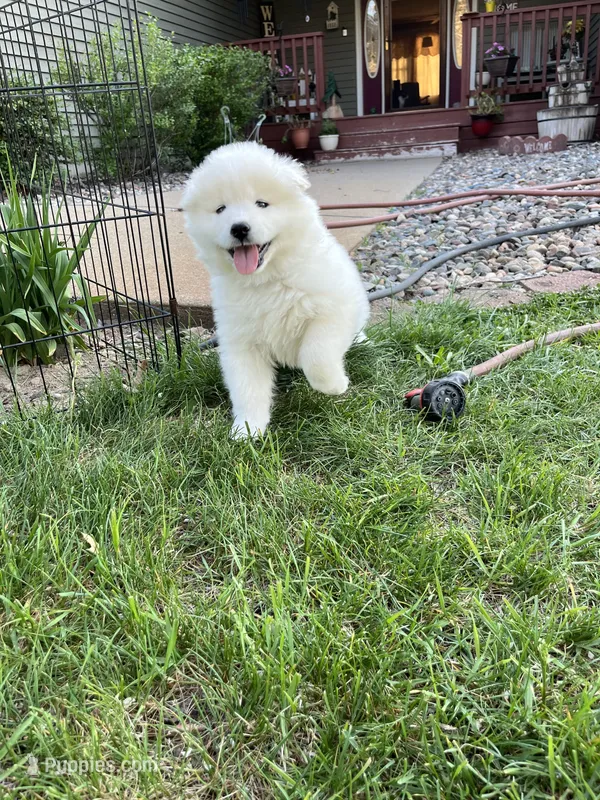 Swiss – Samoyed puppy for sale in Little Falls, MN