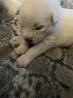 Brie, a female Samoyed for sale in Little Falls, MN – Photo 2 of 9