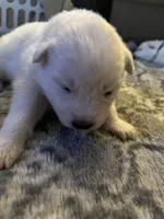 Brie, a female Samoyed for sale in Little Falls, MN – Photo 6 of 9