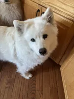 Brie, a female Samoyed for sale in Little Falls, MN – Photo 9 of 9