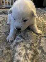 Brie, a female Samoyed for sale in Little Falls, MN – Photo 5 of 9