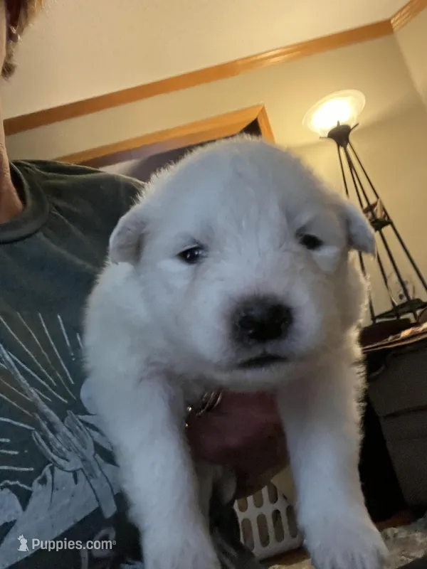 Brie – Samoyed puppy for sale in Little Falls, MN