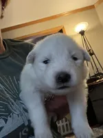 Brie, a female Samoyed for sale in Little Falls, MN – Photo 1 of 9