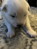 Brie, a female Samoyed for sale in Little Falls, MN – Photo 3 of 9