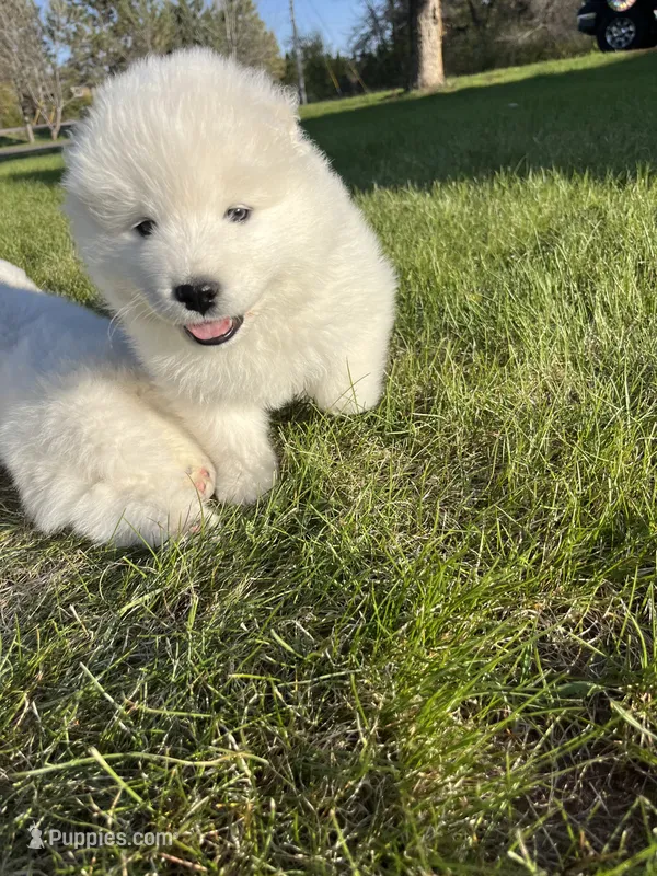 Nacho – Samoyed puppy for sale in Little Falls, MN